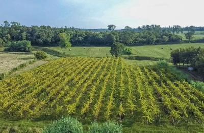 Bepflanzte Weinberge und landwirtschaftliche Flächen in Buje