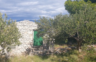 Grundstück mit Olivenhain und Meerblick, 20.000 m2