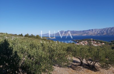 Brač, Povlja, Grundstück mit Olivenhain und Meerblick, 3839 m2