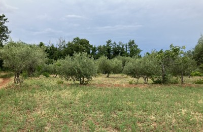 Olivenhain bei Poreč