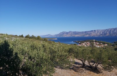 Brač, Povlja, Grundstück mit Olivenhain und Meerblick, 3839 m2